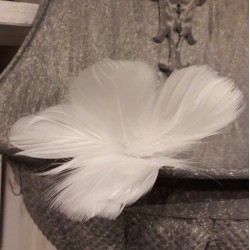 Fjäderblommor vita i förpackning