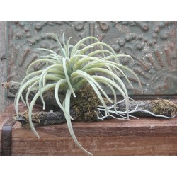 Tillandsia på gren 